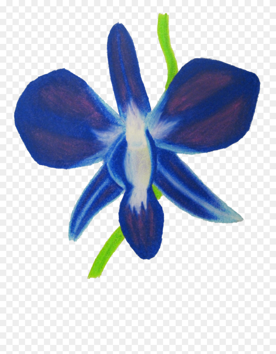 Orchid Clipart Blue Orchid - Moth Orchid - Png Download