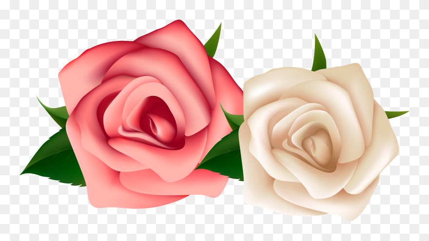 Red Roses - Red And White Rose Png Clipart