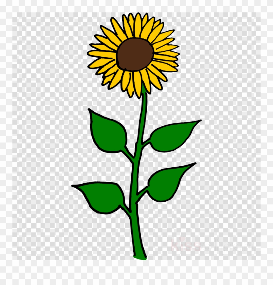 Sunflower Clip Art Clipart Common Sunflower Clip Art - Tall Flower Clip Art - Png Download
