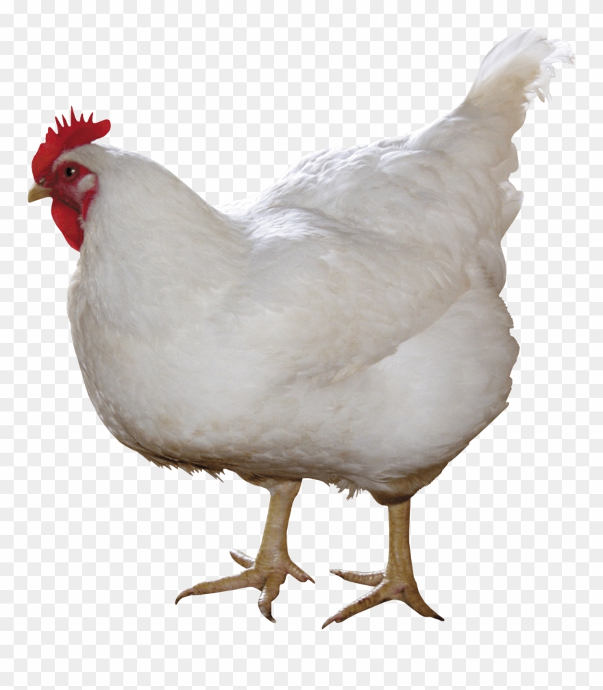 White Chicken Png Image Png Image - Chicken Png Clipart