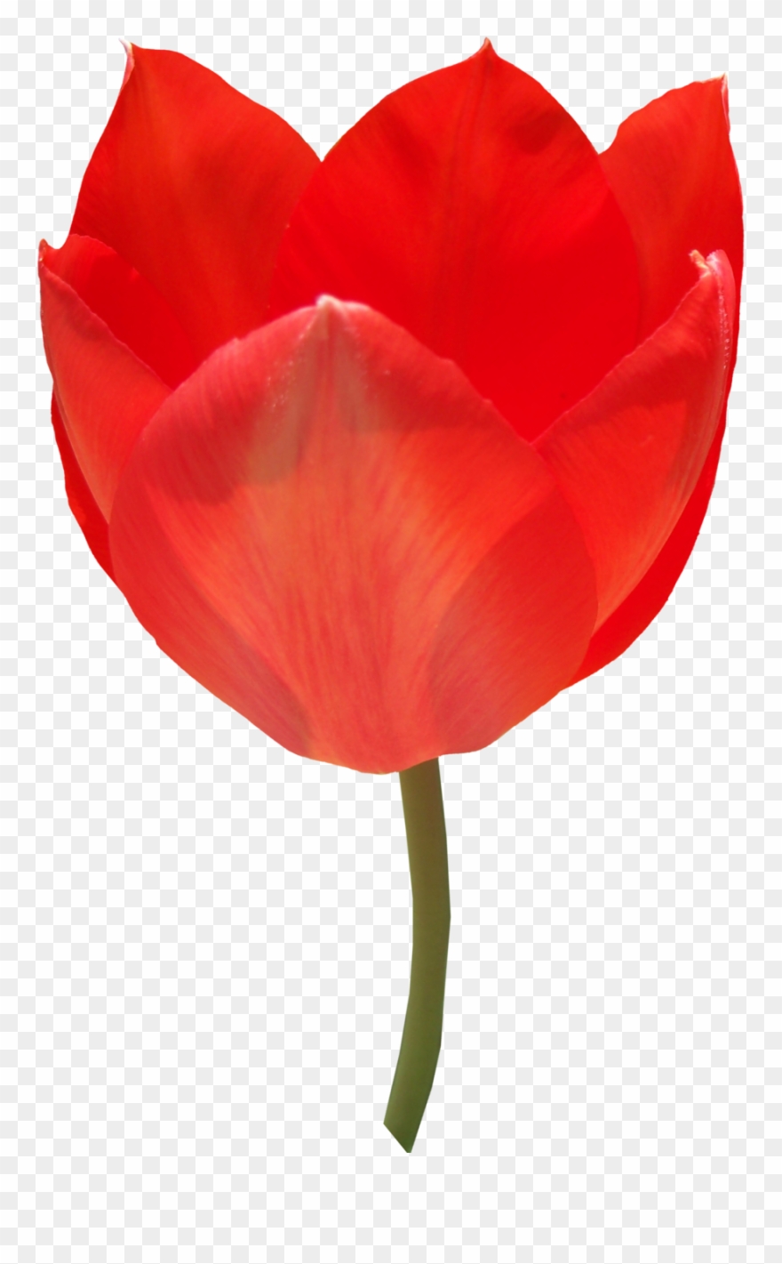 Red Tulip Png Image - Tulip Clipart