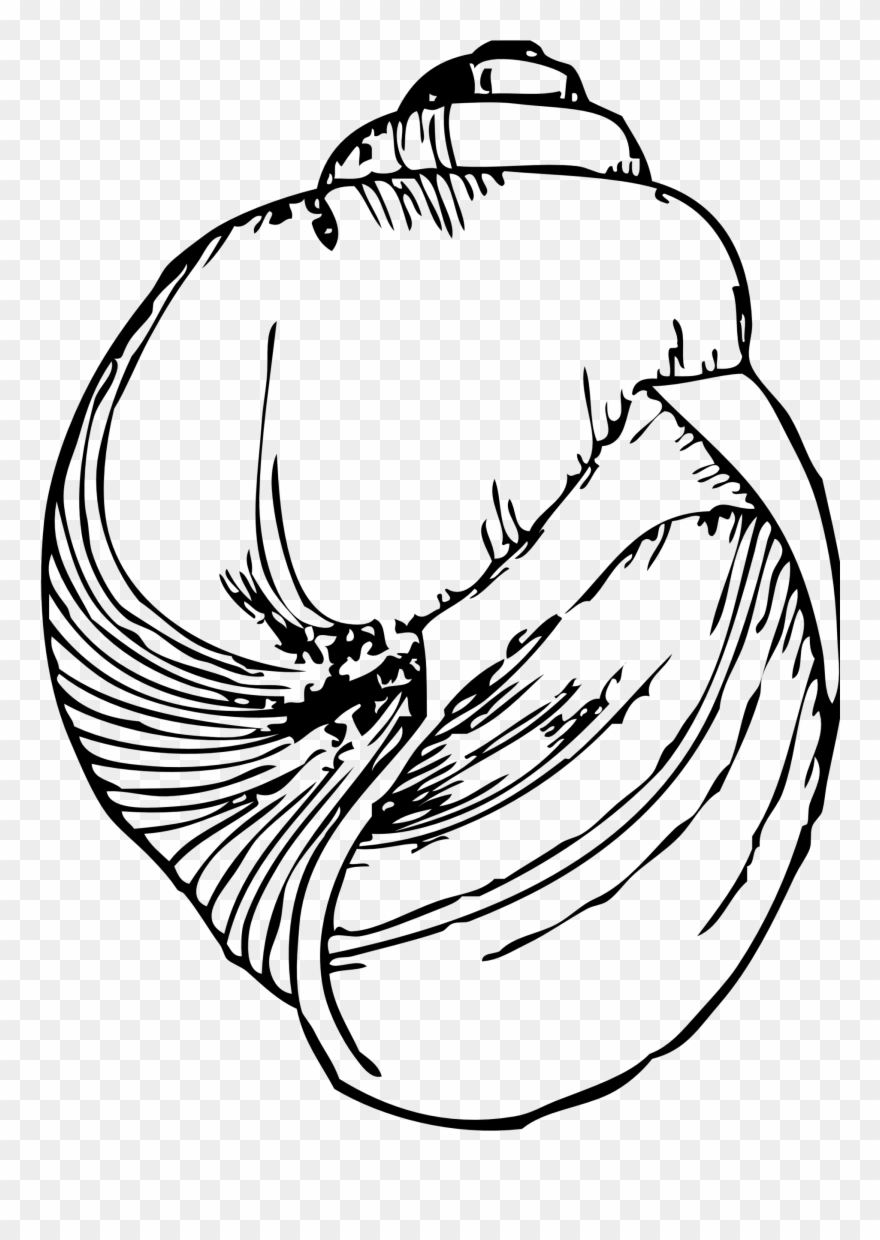 Snail Shell Drawing - Line Drawing Of A Shell Clipart
