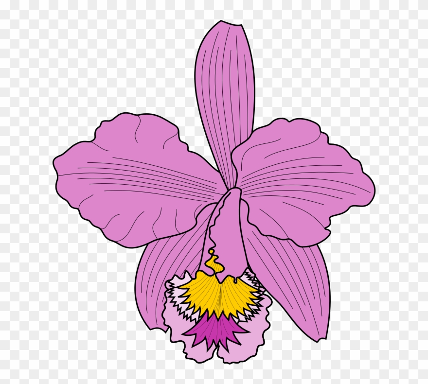 Petal Clipart Cattleya Orchids Moth Orchids - Cattleya Trianae Png Transparent Png
