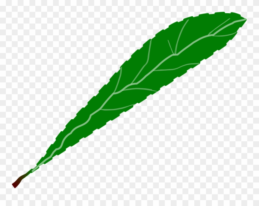 All Photo Png Clipart - Leaf Petal Transparent Png