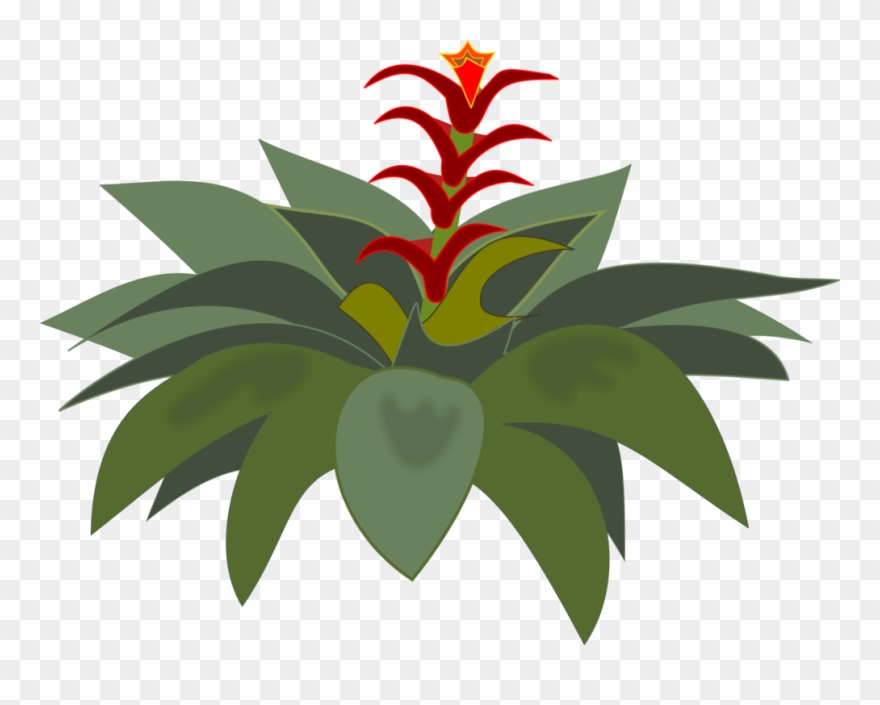 Bromelia Computer Icons Flowering Plant Plants - Bromélia Png Clipart