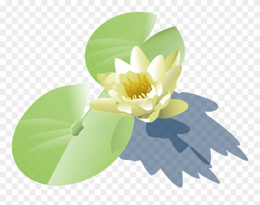 Lily Lotus Water Lily - Water Plant Vector Png Clipart
