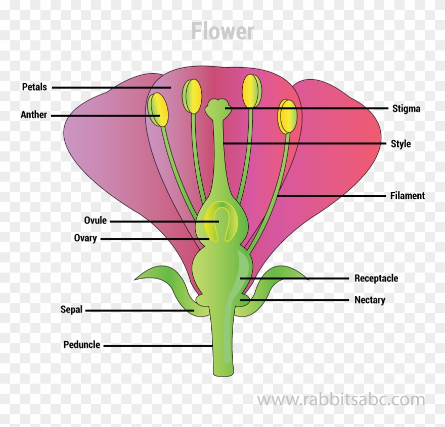 Parts Of Plants - Plants Clipart