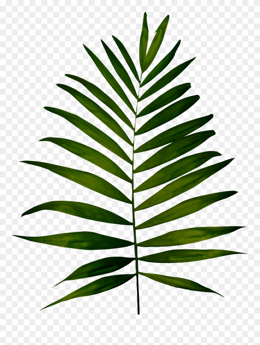Big Image - Fern Images Clip Art - Png Download