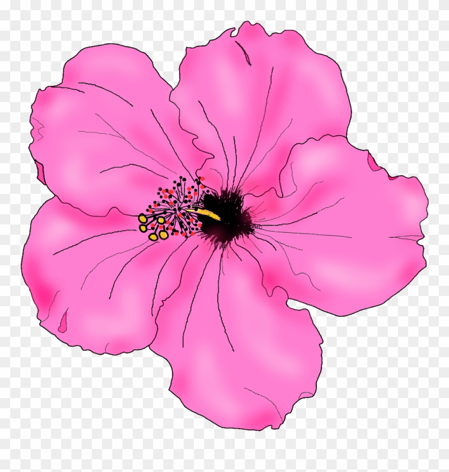 Flowers For Simple Hibiscus Flower Drawing - Pink Hibiscus Flower Drawing Clipart