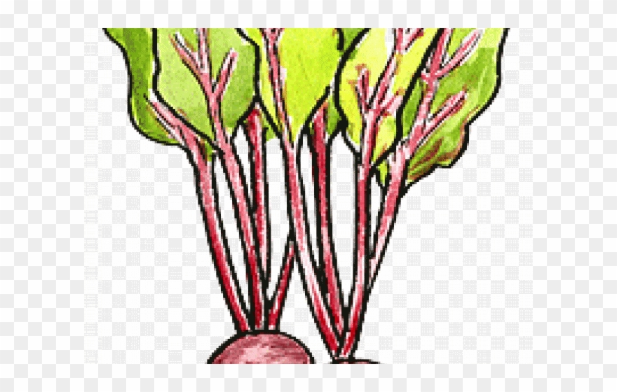 Beetroot Clipart Vegetable Plant - Rosa Glauca - Png Download