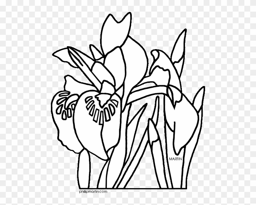 Clip Art Clipart Flower Drawing Clip Art - Tennessee State Flower Clipart Black And White - Png Download