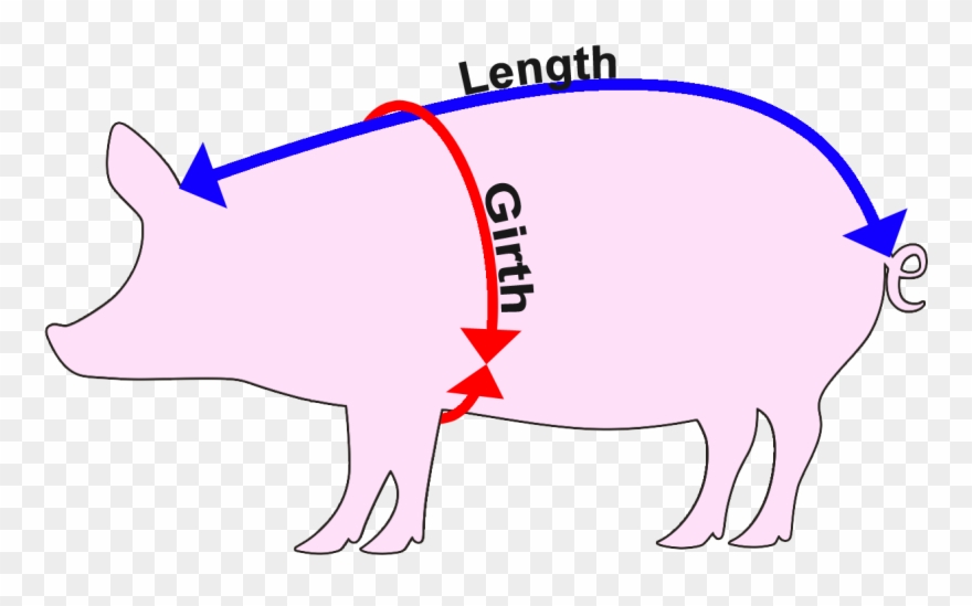 How To Measure A Pig - Pig Weight Calculator Clipart