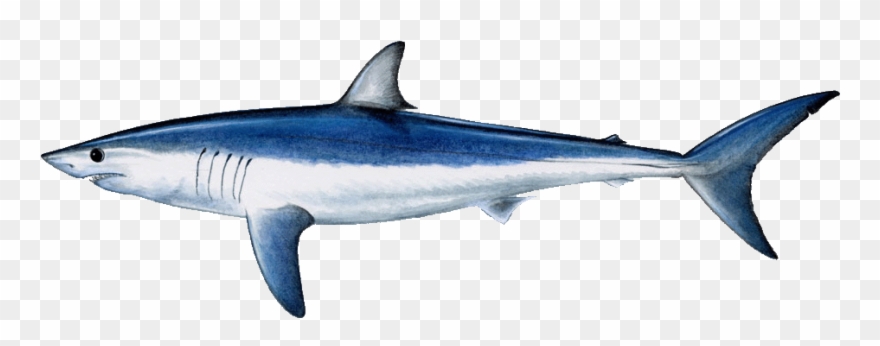 Clip Art Free Common Name Shortfin Mako Shark Aka Bonito - Shark Fish - Png Download