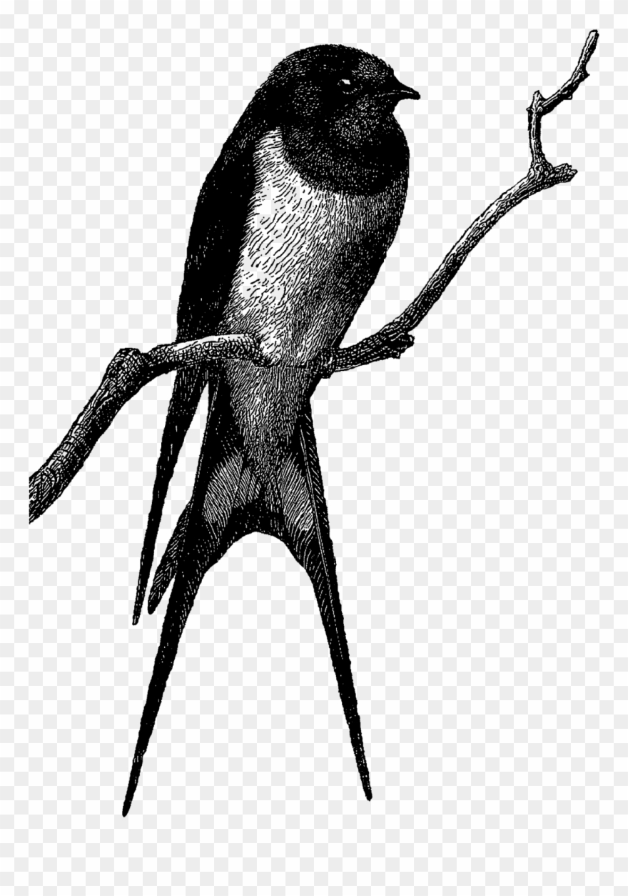 These Digital Bird Transfers Are Perfect For Image - Portable Network Graphics Clipart
