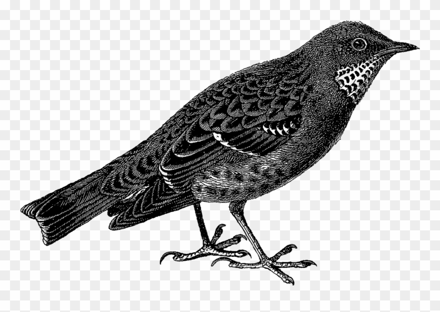 The Second And Third Digital Bird Images Are Of Sparrows - Php Web Services: Apis For The Modern Web Clipart