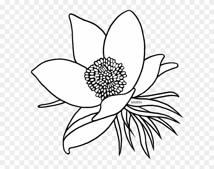 American Pasque Flower Drawing Clipart Floral Design - Lotus - Png Download