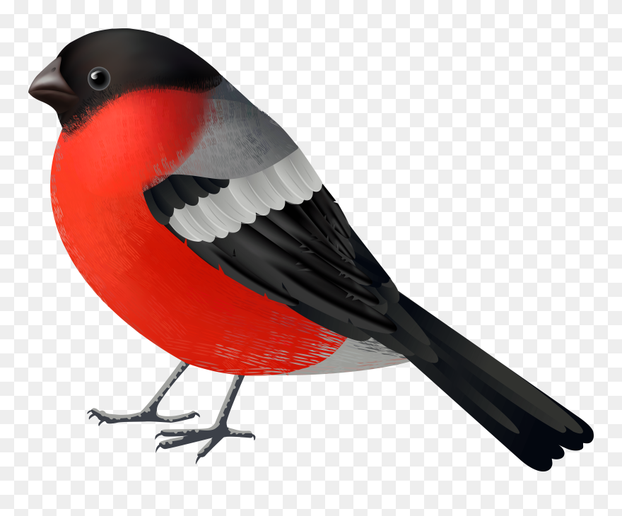 Red Black Bird Png Clip Art 2560 Of A - Red Bird Png Transparent Png