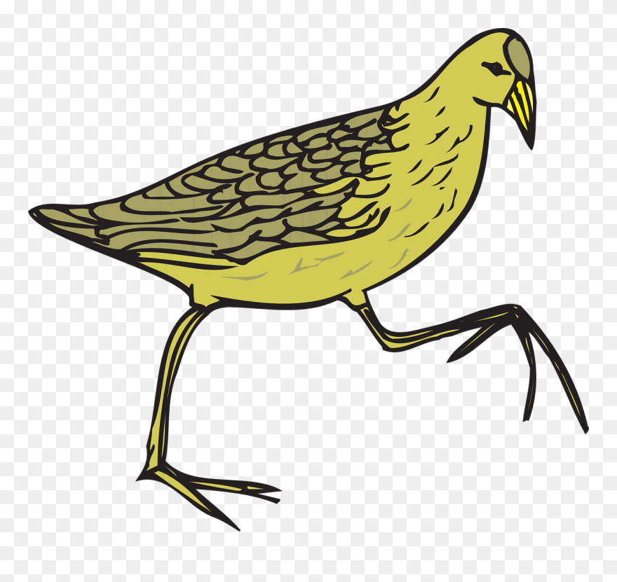 Bird, Wings, Feathers, Species, Moorhen - Cartoon Feathers On Bird Clipart