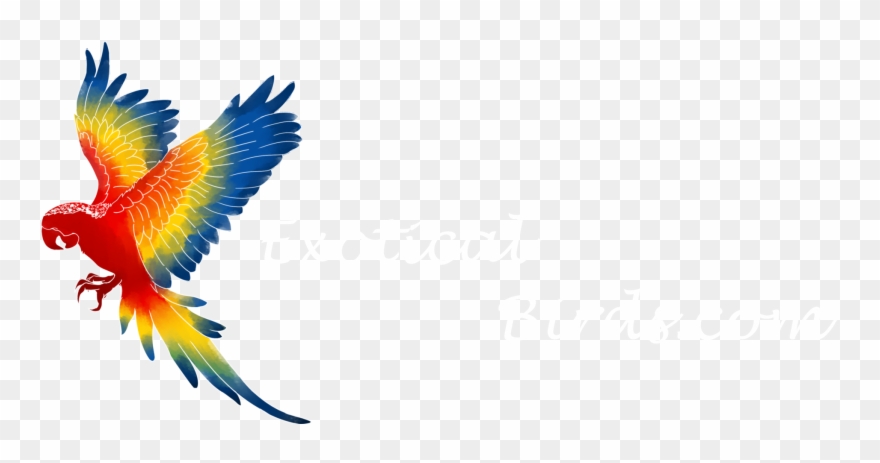 Exotical Birds - Macaw Png Clipart