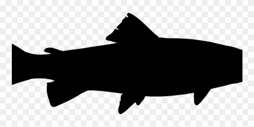 Trout Clipart Transparent ~ Frames ~ Illustrations - Got Fish? Shower Curtain - Png Download