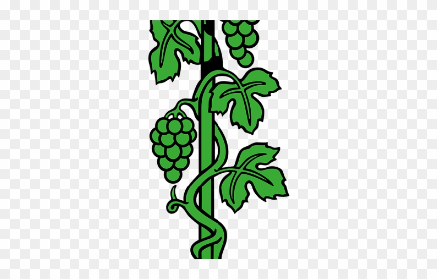 Drawn Vine Climber Plant - Cartoon Images Of Grapes Plant Clipart