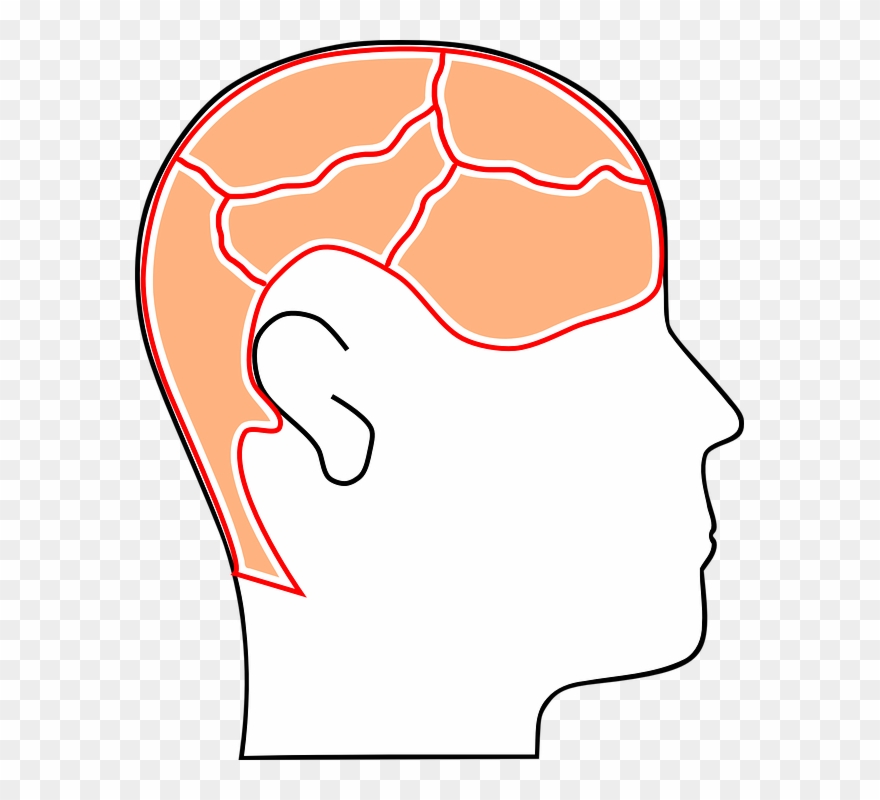 Similar Images For Cartoon Brain - Gambar Kepala Manusia Kartun Clipart