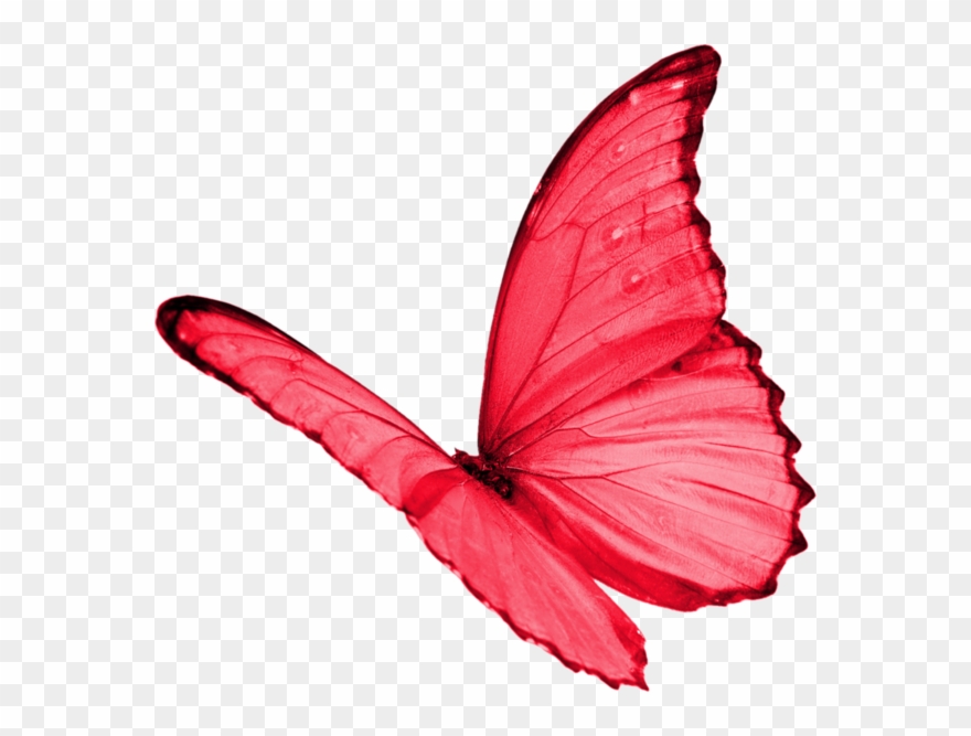 Papillon Clipart Red Butterfly - Butterflies Transparent Red - Png Download