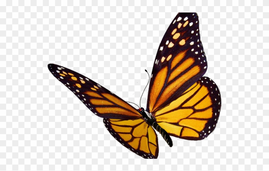 Monarch Butterfly Clipart Viceroy Butterfly - Transparent Background Monarch Butterfly Clipart - Png Download