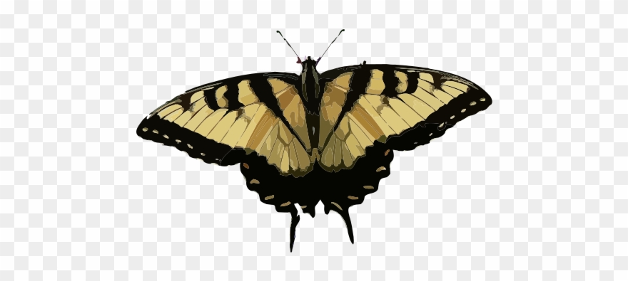 Butterfly Wallpaper Clip Art Papilio Glaucus Clip Art - Beautiful Butterflies - Png Download