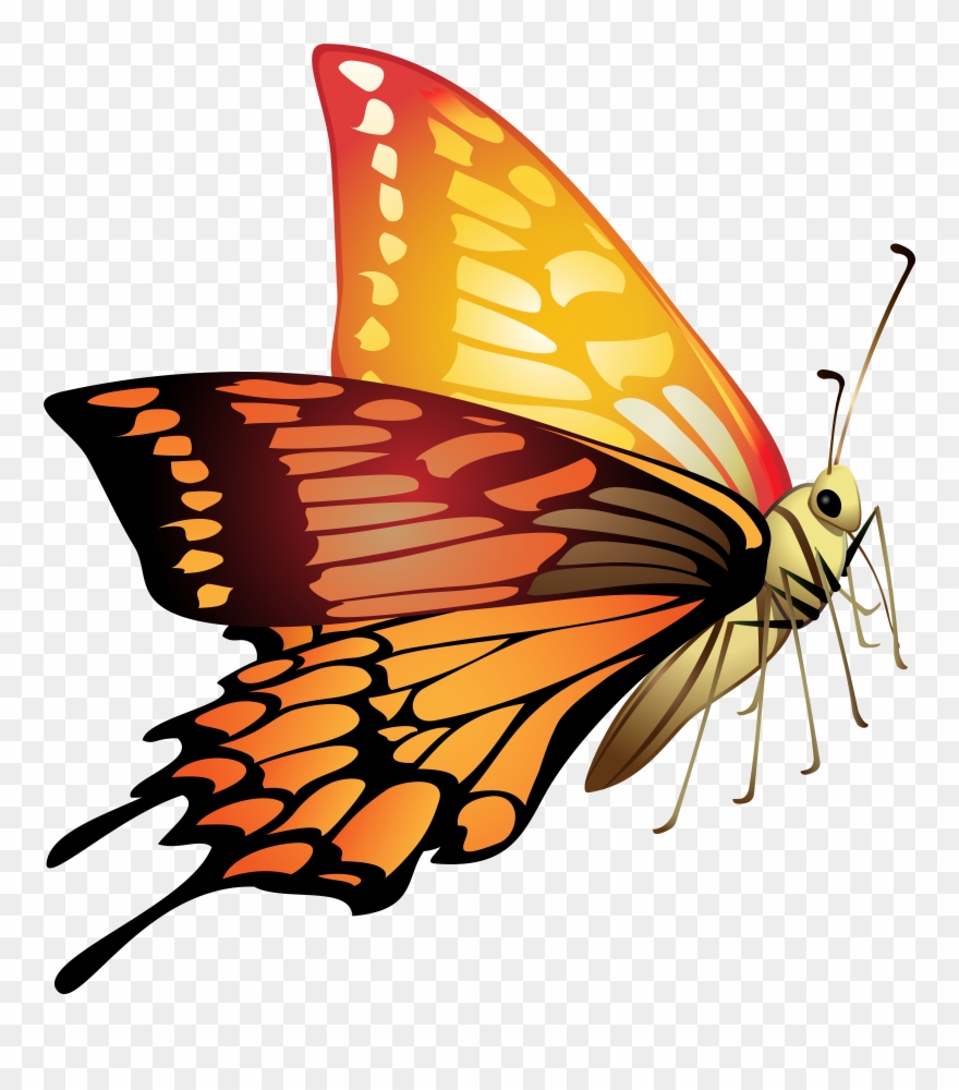 Orange Butterfly Clipart - Png Download