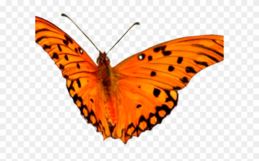 Animal Clipart Butterfly - Gebraucht: Arson - Brokeness Brings Forth Unknown - Png Download