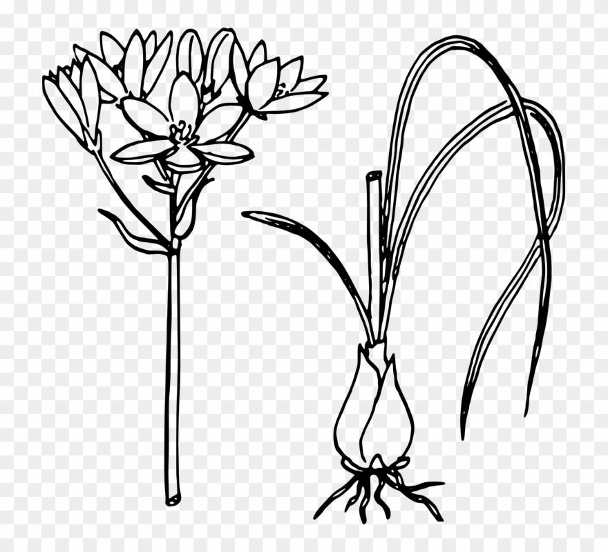 Lotus Flower Line Drawing 25, Buy Clip Art - Onion Plant Line Art - Png Download