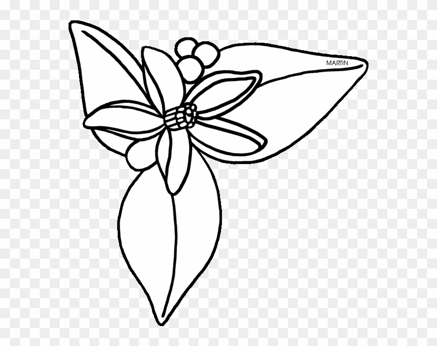 United States Clip Art By Phillip Martin, Florida State - Orange Blossom Flower Drawing - Png Download
