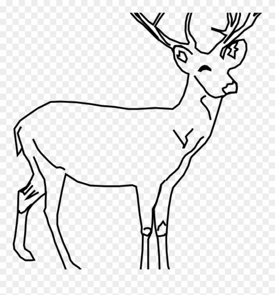 White Tailed Deer Clip Art Whitetail Deer Clip Art - Deer Drawing Black And White - Png Download