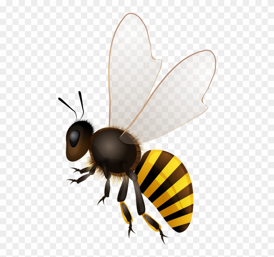 Clip Download Abeilles Abeja Abelha Png Bees Pinterest - Bee Stock Transparent Png