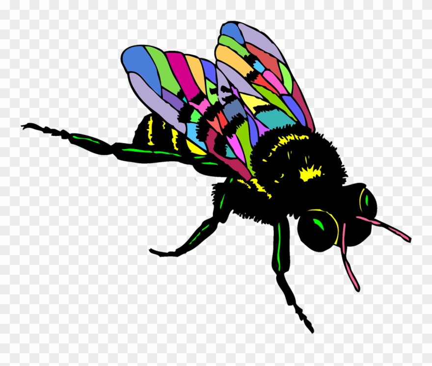 European Dark Bee Drawing - House Fly Drawing Easy Clipart