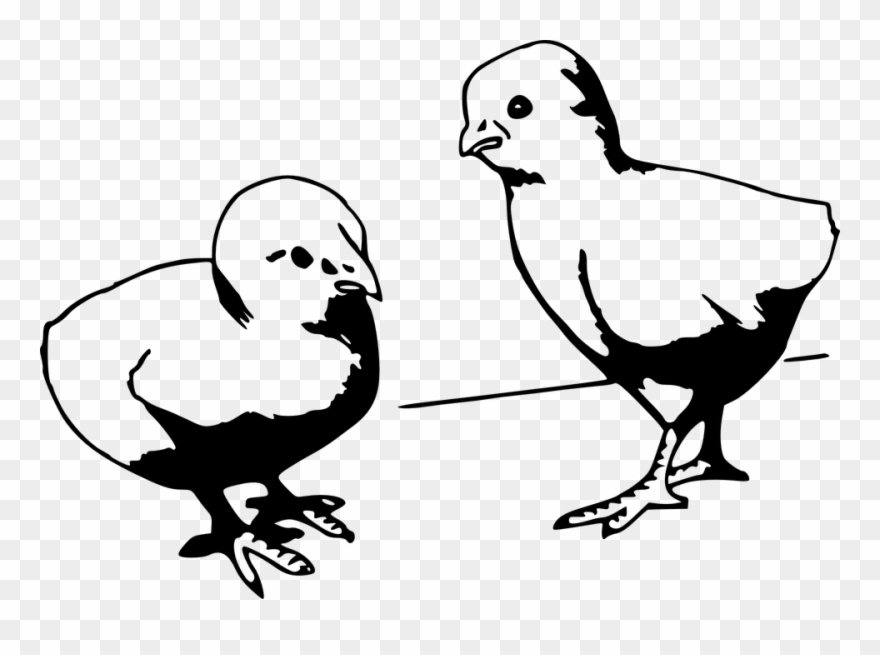 Chicken Vector Cliparts 8, Buy Clip Art - Baby Chick Cartoon Black And White - Png Download