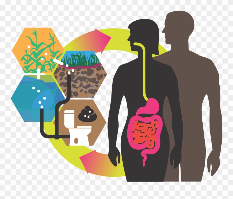 Ascaris Lumbricoides - Graphic Design Clipart