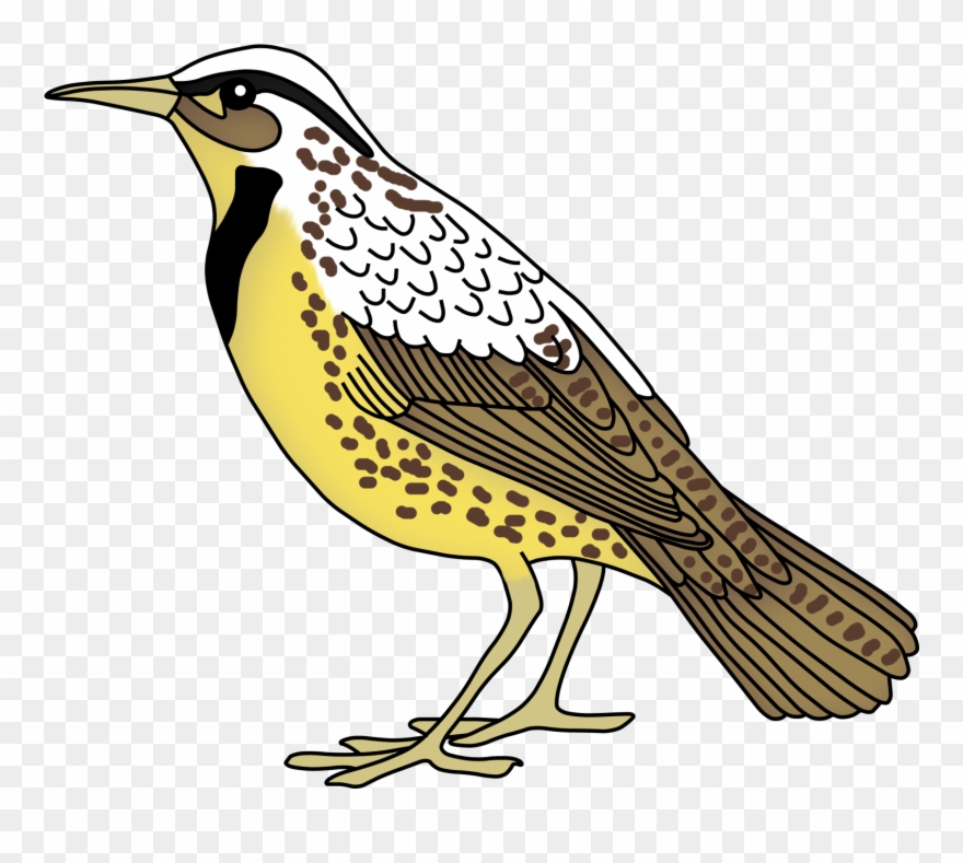 Clipground Teacher Treasure Hunter - Birds For Preschool - Png Download