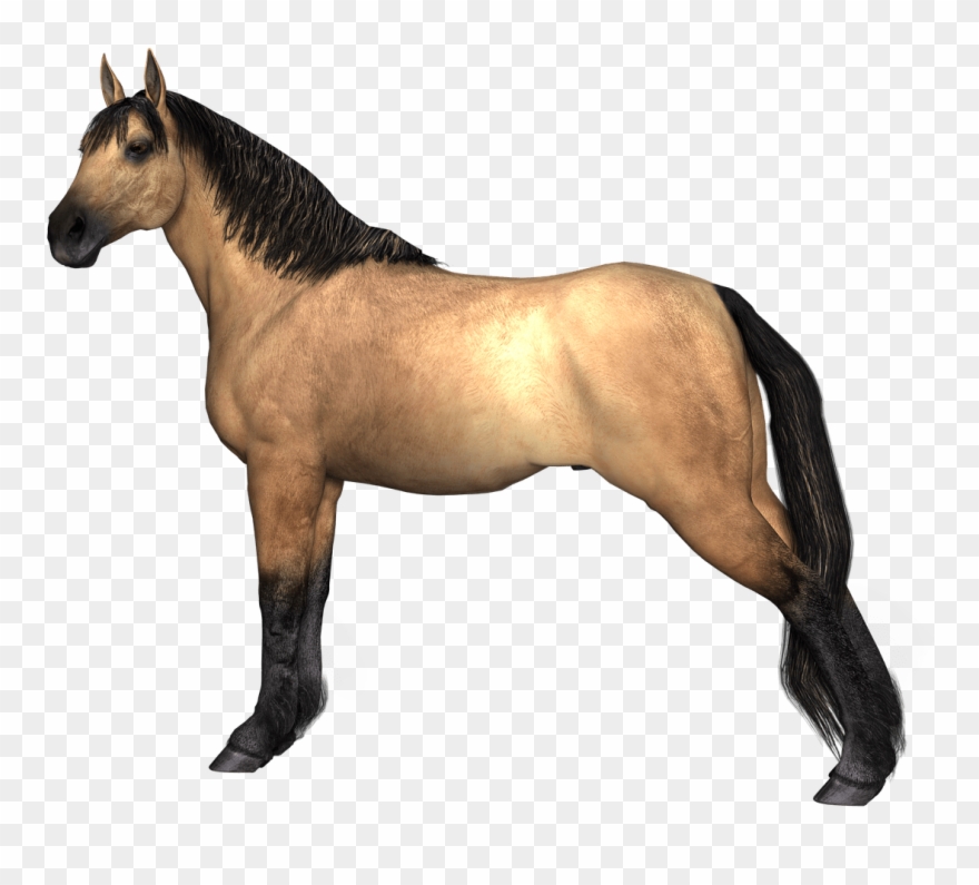 Png Clipart White Horse Hind Legs - Animal Render Transparent Png