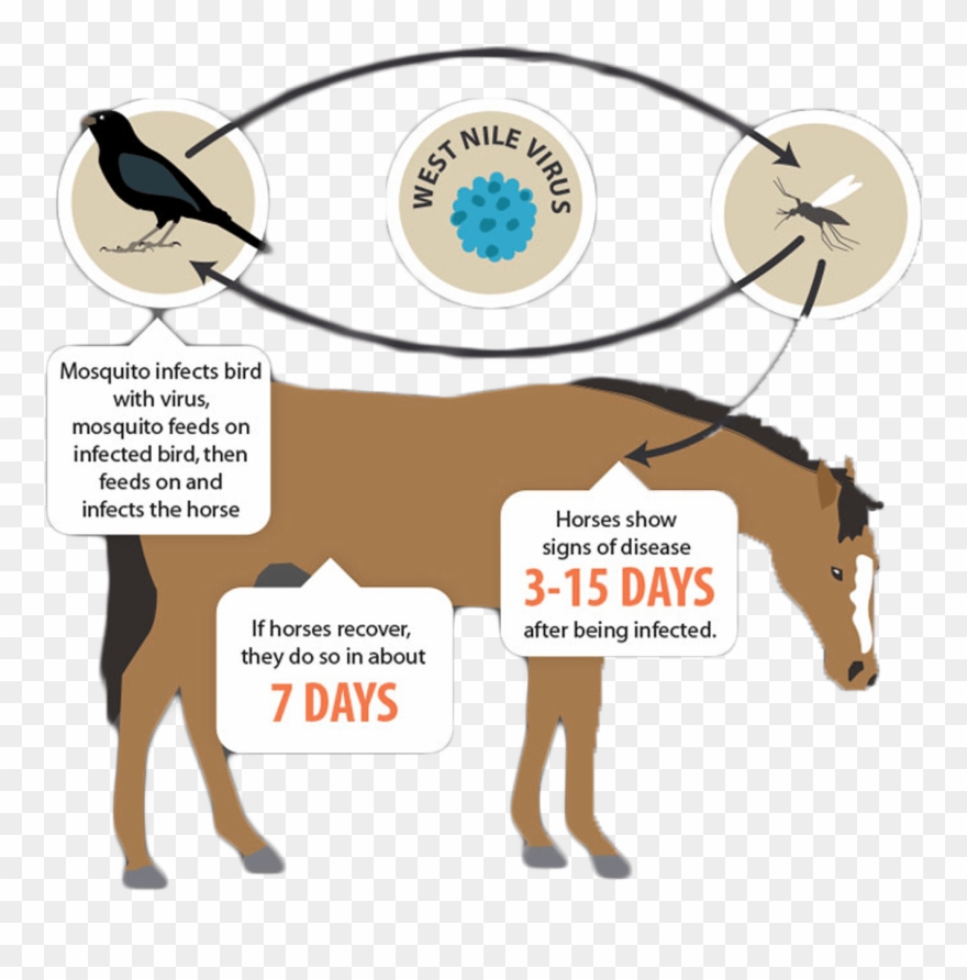 Use Mosquito Repellents - Virus Clipart