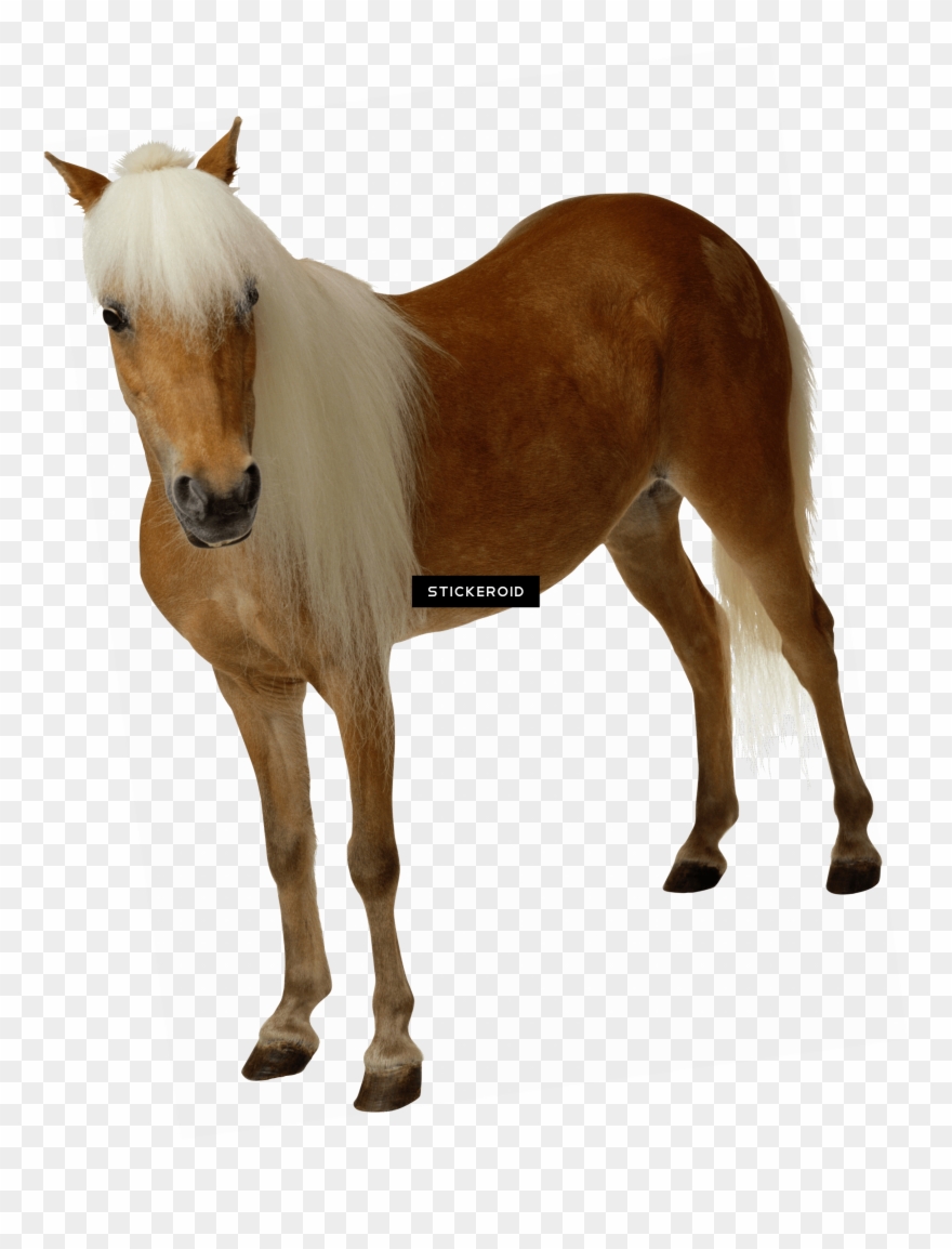 Brown Race Horse - Book Of Revelation: Part 4 - Cd Clipart