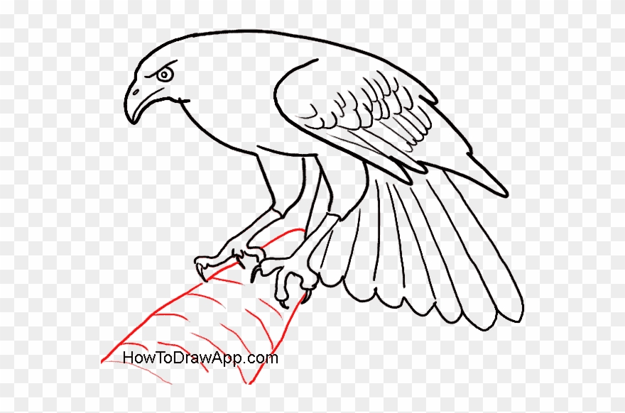 How To Draw An Eagle Bird - Draw A Eagle Easy Clipart