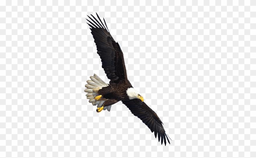 Us Eagle Flying - Eagle Flying Png Clipart
