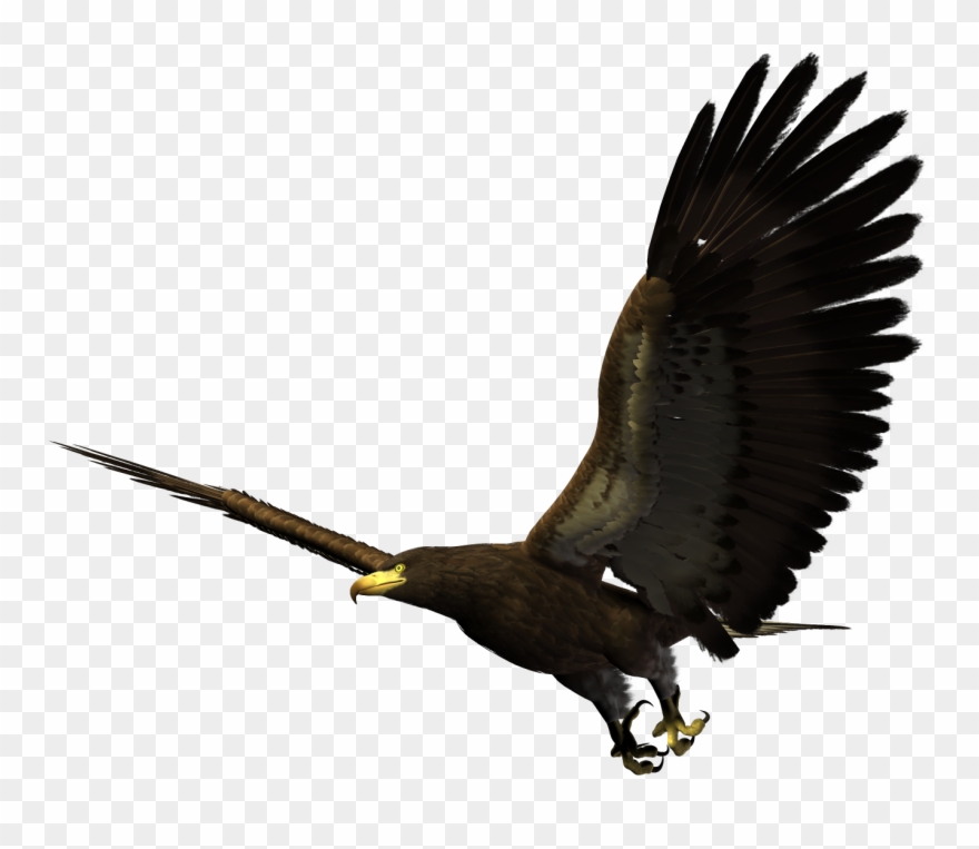 Hawk Flying Png Clipart