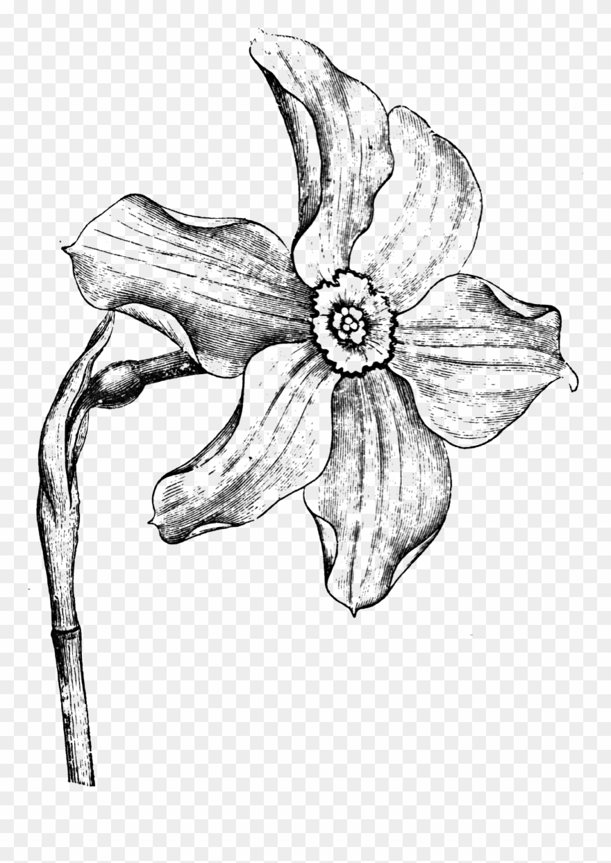 0406 Flower Free Vintage Clip Art➢ Download Images - Narcissus - Png Download