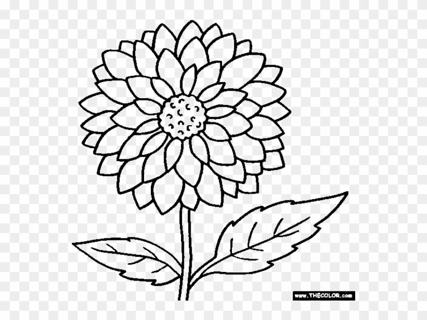 Clipart Flowers Coloring - Outline Images Of Marigold - Png Download
