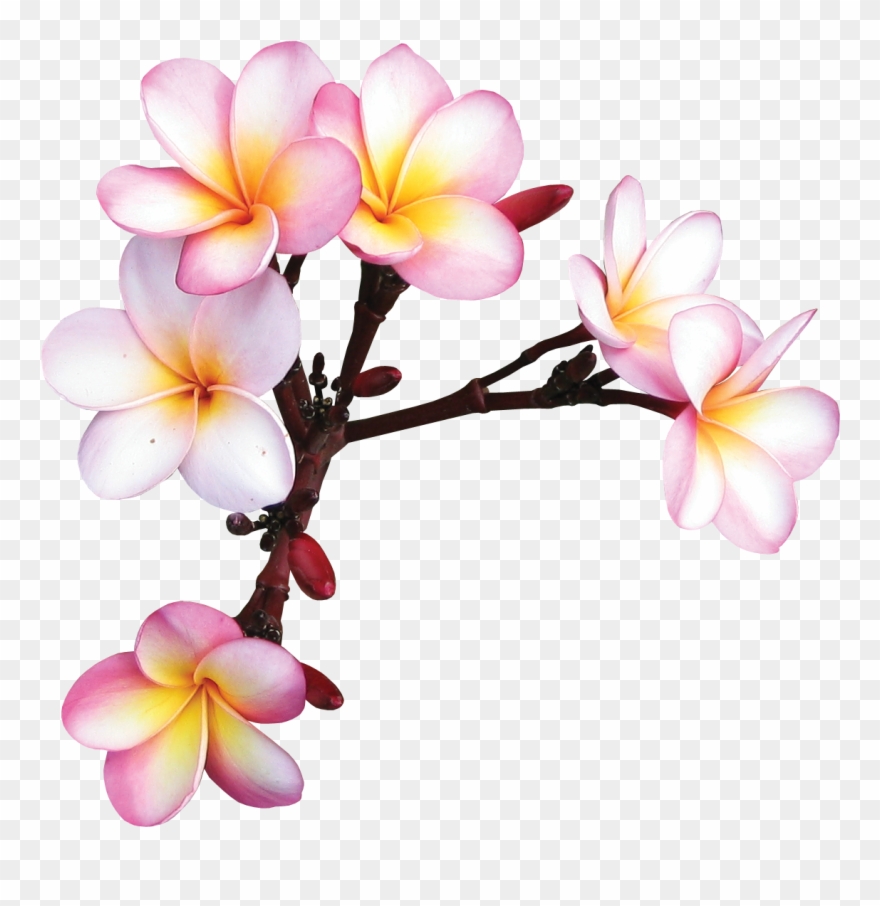 Plumeria Clipart Sticker - Çiçekler Png Transparent Png