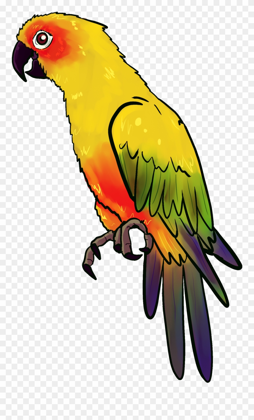 Drawn Parakeet Pirate Parrot - นก แก้ว Png Clipart