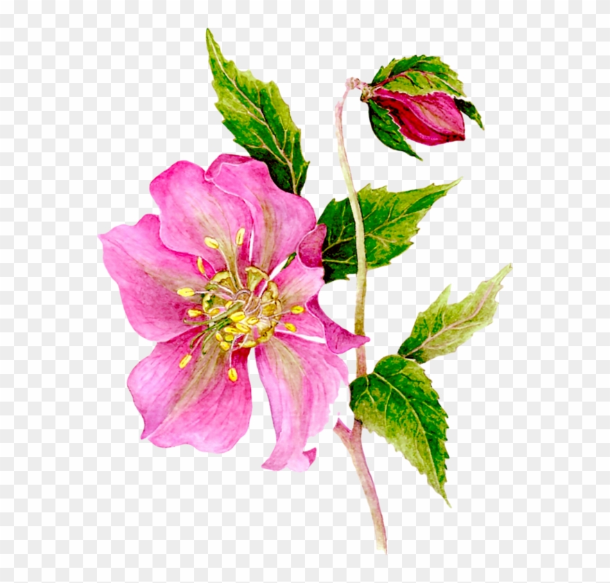 Flowers, Floral, Corner Plant, Scrapbook, Clip Art, - Portable Network Graphics - Png Download